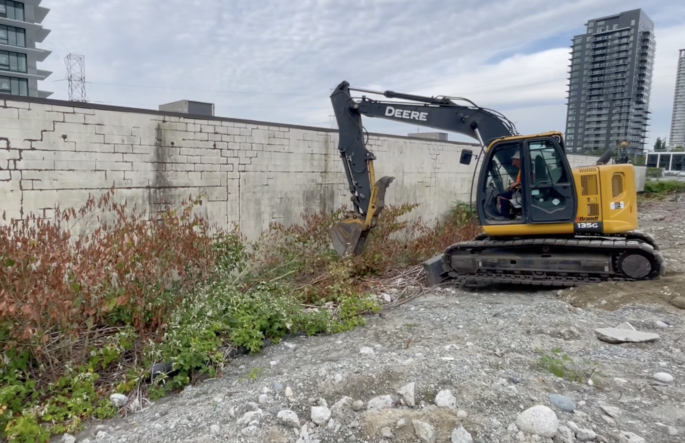 The Benefits of Japanese Knotweed Removal vs. Treatments