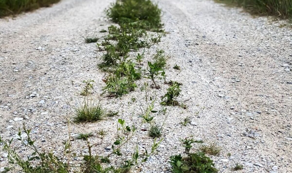 Gravel Lots: Keeping Them Free and Clear of Weeds